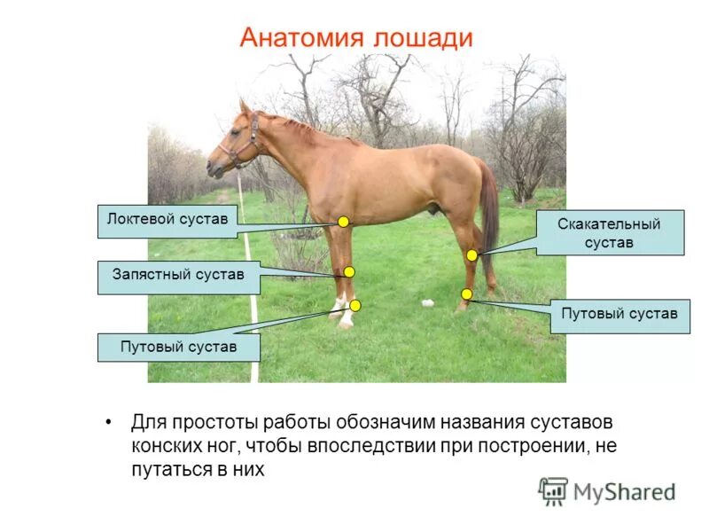 Скакательный сустав у лошади анатомия. Путовый сустав у лошади. Путовый сустав лошади анатомия. Запястный сустав КРС.