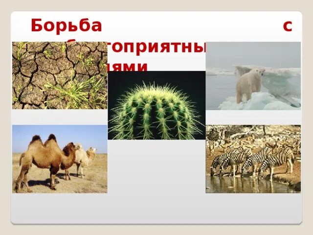 Борьба с неблагоприятными условиями картинки. Борьба с неблагоприятными условиями среды. Борьба животных с неблагоприятными условиями. Борьба с неблагоприятными условиями в пустыне. Результат борьбы с неблагоприятными условиями среды