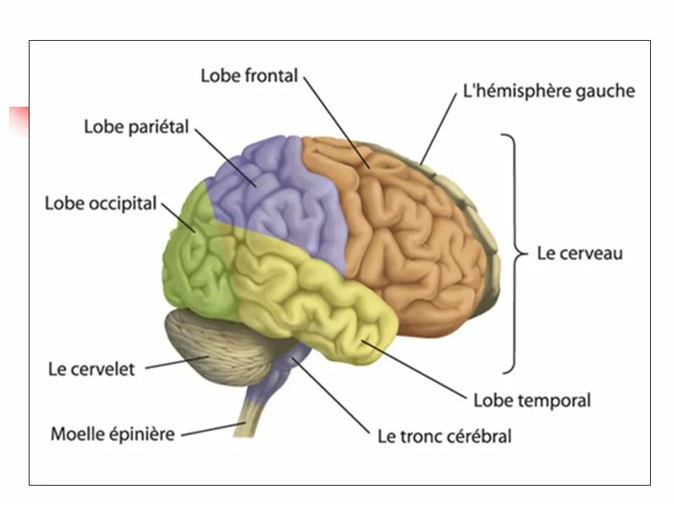 Capabilities of the human brain. Строение мозга на английском. отделы головного мозга на английском. части мозга на английском с переводом. human brain lesson plan.