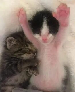Сильные котята 2