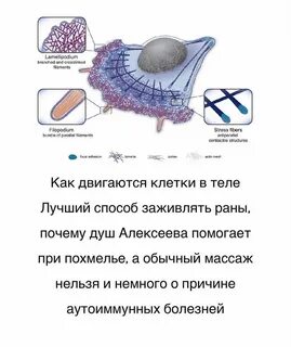 Передвижение клетки