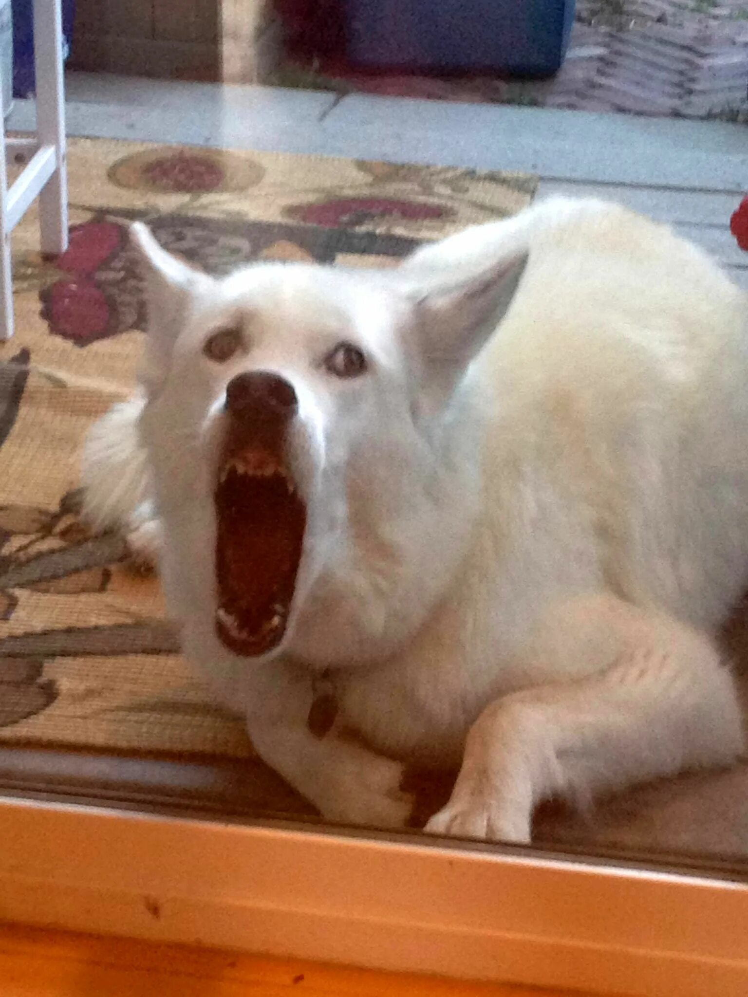 угарные собаки. самая уродливая собака в мире. какие собаки тупые. угарные собаки. самая прикольная собака в мире.