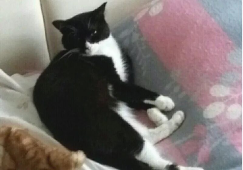 Кот спрятался. Кошка в квартире. Котенок спрятался. Кот на торпеде мем. Котик прячется.