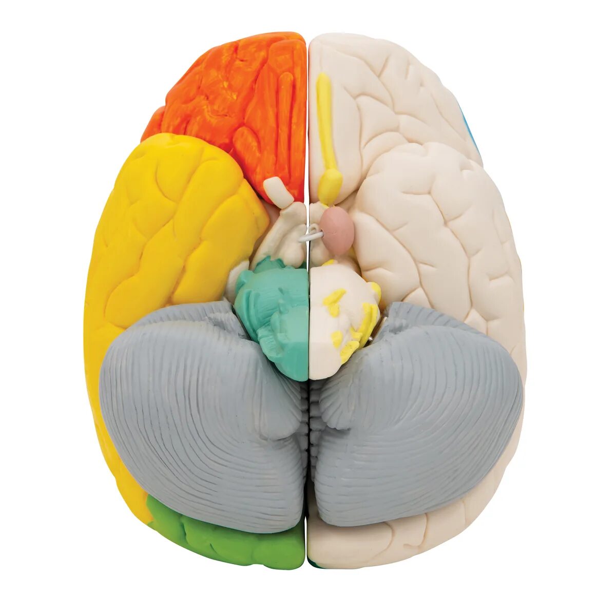 Нейро анатомическая модель мозга. Разборная модель мозга. Ручная модель мозга. Пластиковая модель мозга. Brain 106
