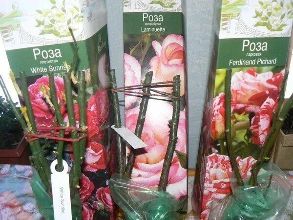 Как сохранить покупную розу. Саженцы роз в коробке. Саженцы роз в пакетах. Саженцы роз в Ашане. Упаковка для саженцев роз.