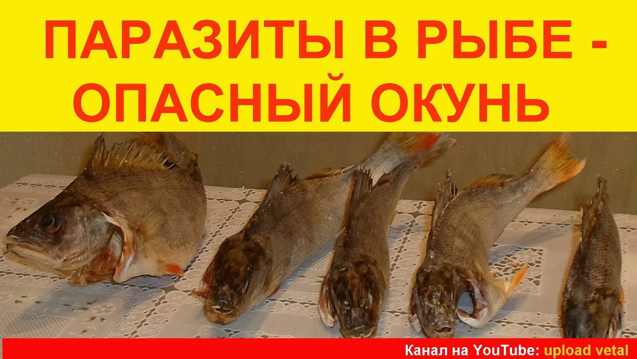 Какую рыбу опасно есть. Какую рыбу опасно есть