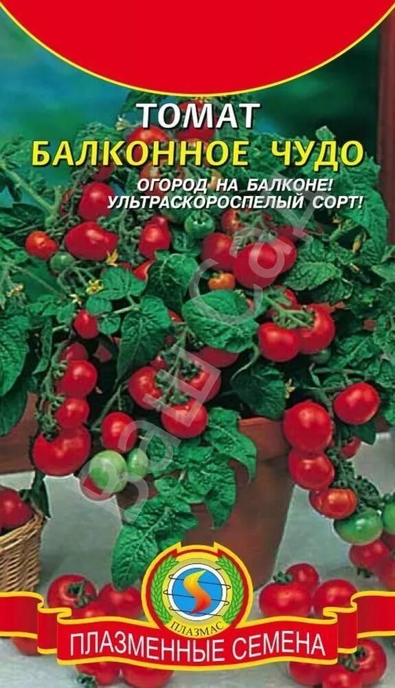 томат черри снегирек. томаты сорт балконное чудо фото. черри балконное чудо. томаты сорт балконное чудо фото. семена томат балконное чудо.