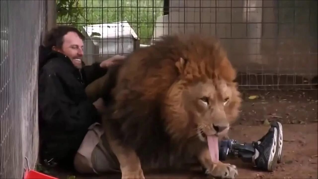 После нападения льва. Нападение Львов на людей. Лев напал в зоопарке на человека.