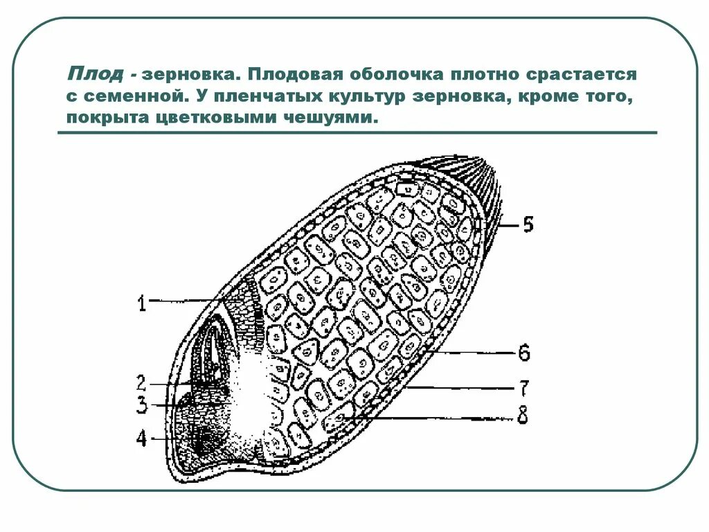 Плод Зерновка строение. Плод Зерновка пшеницы. Продольный разрез зерновки пшеницы. Плодовая оболочка зерновки.