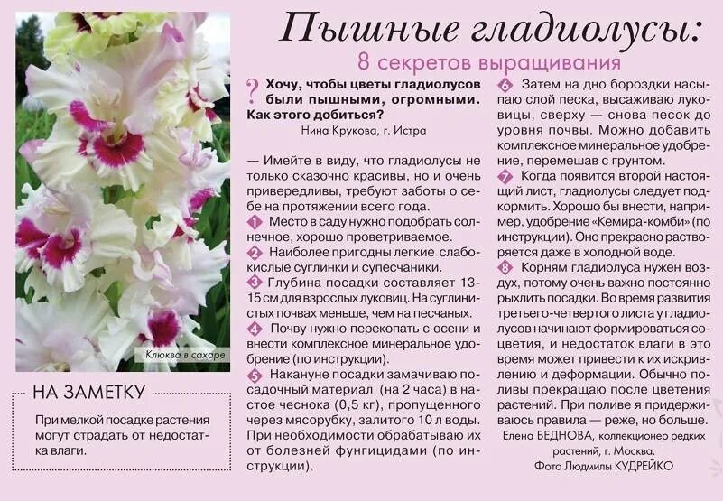 Через какое время после посадки цветет. Гладиолусы схема посадки. гладиолус описание. схема посадки гладиолусов в открытый грунт весной. стадии роста гладиолусов.
