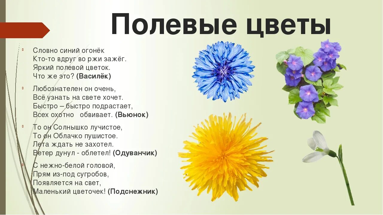 Загадки про цветы. Стихи о цветах для детей. Загадки про цветы для детей. Загадки о цветах для дошкольников. Стих 2 загадки