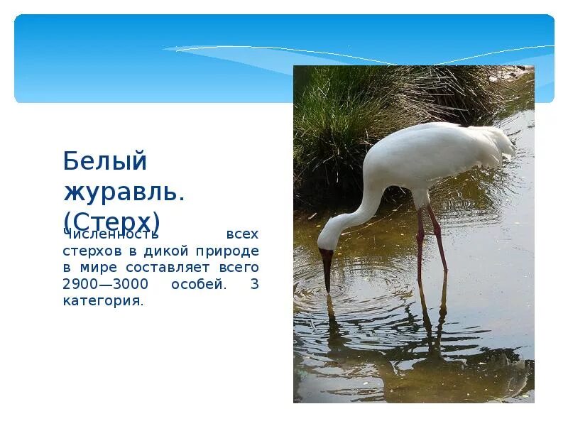 Проект белый журавль 2 класс "Красная книга" Начальные классы Презентации 2 класс