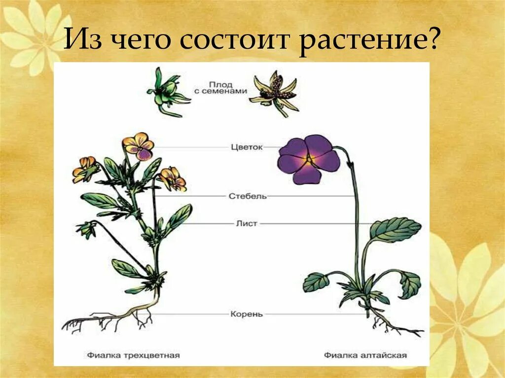 Что состоит из 5 составляющих. Из чего состоит растение. Из чево состоит цвиток. Из чего состоит цветок. Название частей растения.