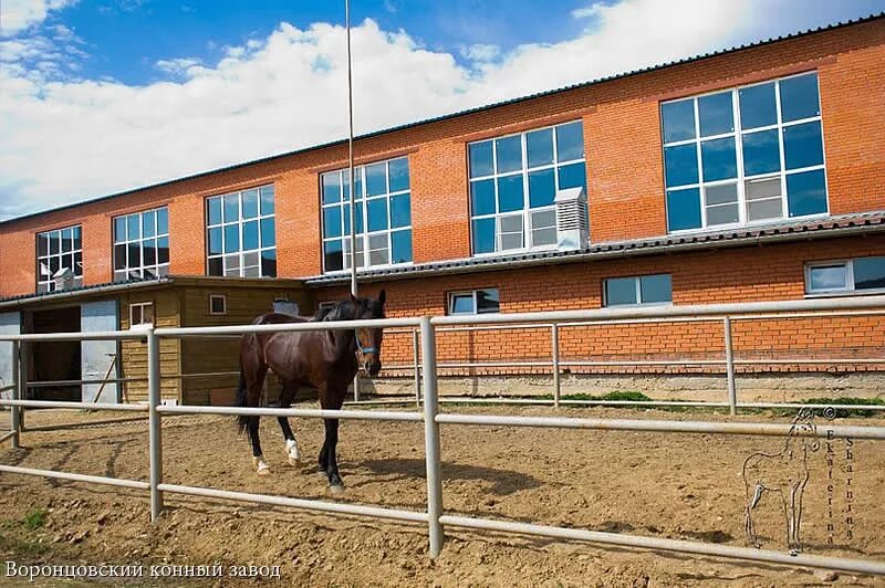 сайты конных заводов. старожиловский конный завод рязань. кск московский конный завод 1. георгенбург конный завод. новотерский конный завод.