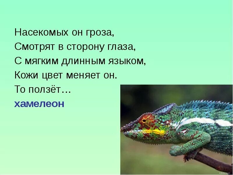 Хамелеон относится к классу. Загадка про хамелеона. Загадка про хамелеона для детей. Стих про хамелеона для детей. Хамелеон презентация.