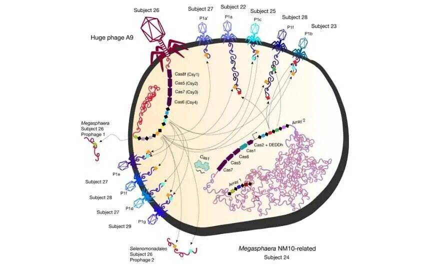 Прочтение генома человека. Наименьший геном. Нуклеазы слюны. Прочтение генома человека. Ядерные детерминанты это.