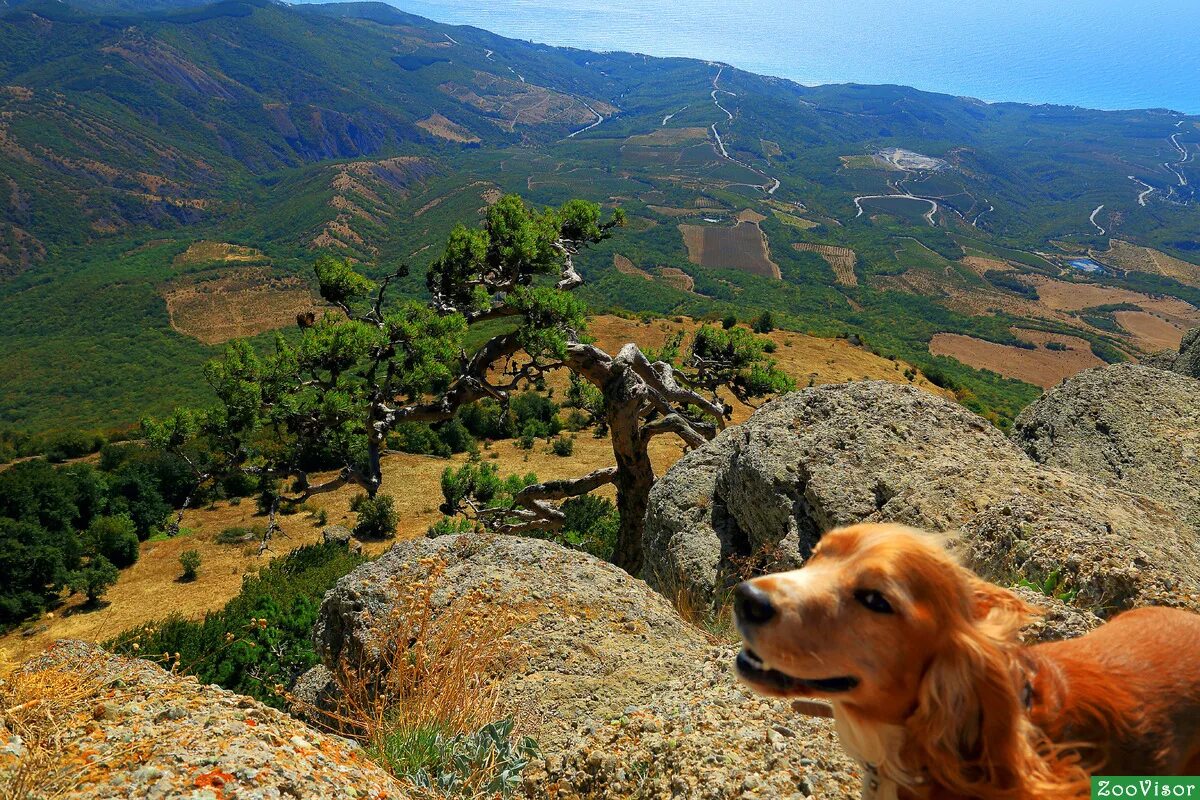 Зоопарк сказка ялта животные. Зоопарк сказка ялта. Звери крыма. Природа крыма с животными. Море лабрадор.