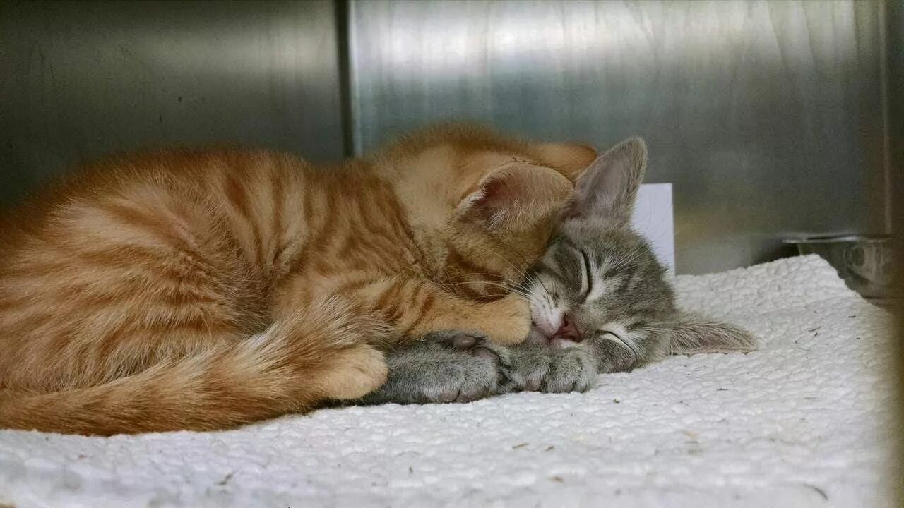 Спящие вместе коты. Котики обнимаются. спящие котята. кошки спят в обнимку.