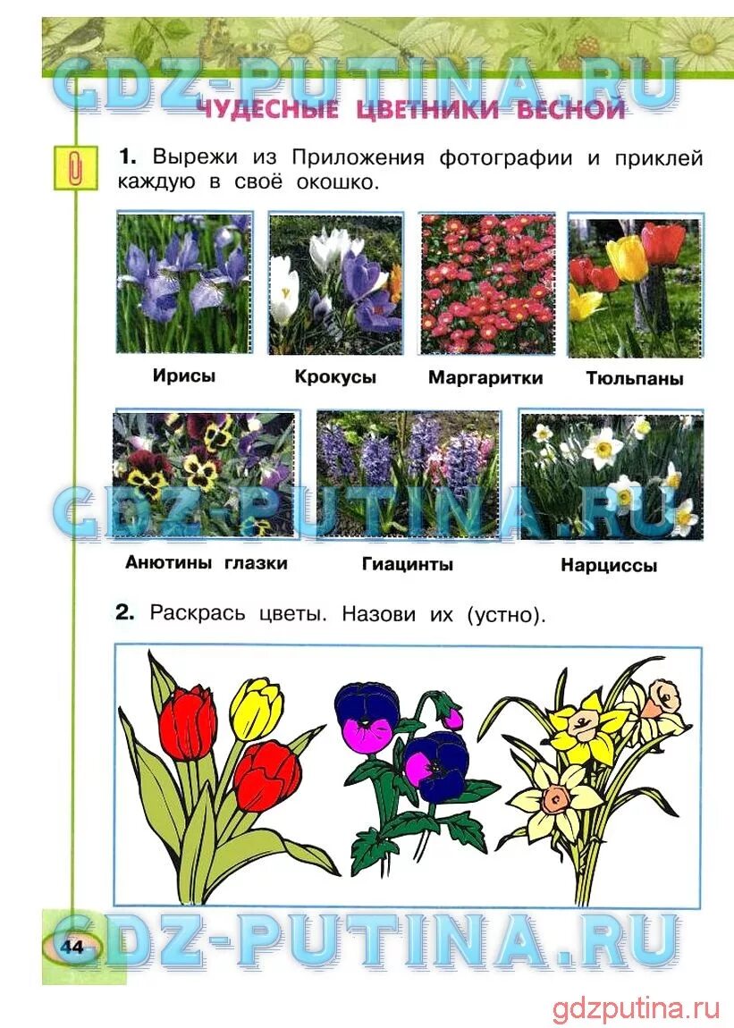 2-3 Растения весенних цветников. Окружающий мир. Цветы.. Окружающий мир чудесные цветники весной. Чудесные цветники весной 2 класс