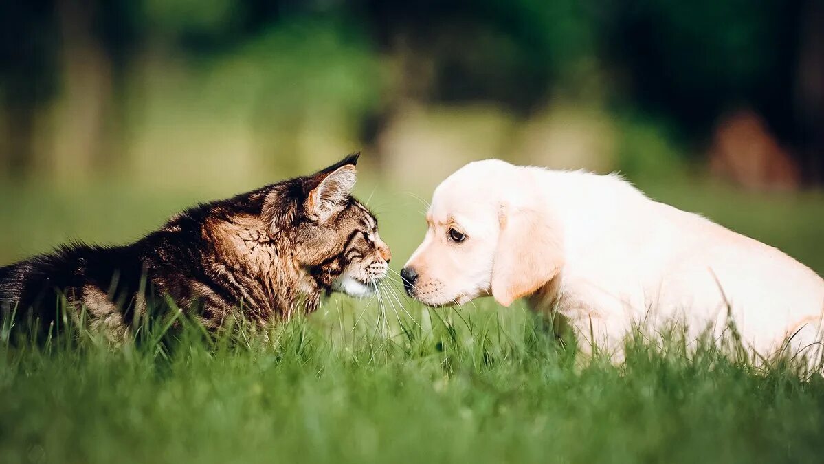 Собака с кошкой. Кошки и собаки. Фото кошек и собак. Животные вместе. Кошка и собака на природе.