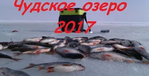 Форум чудского озера