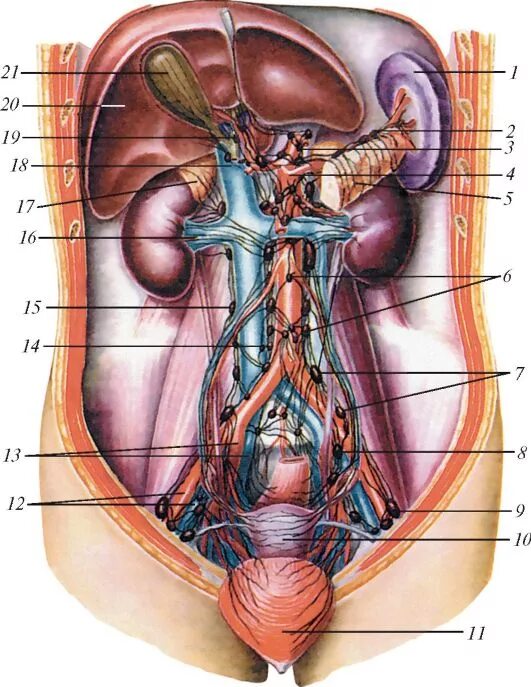 Внутреннее строение женщины органы фото с надписями. Брюшная полость человека органы мужчины. Анатомия человека внутренние органы брюшной полости. Строение человека внутренние органы мужчины брюшной полости. Расположение внутренних органов у женщин.