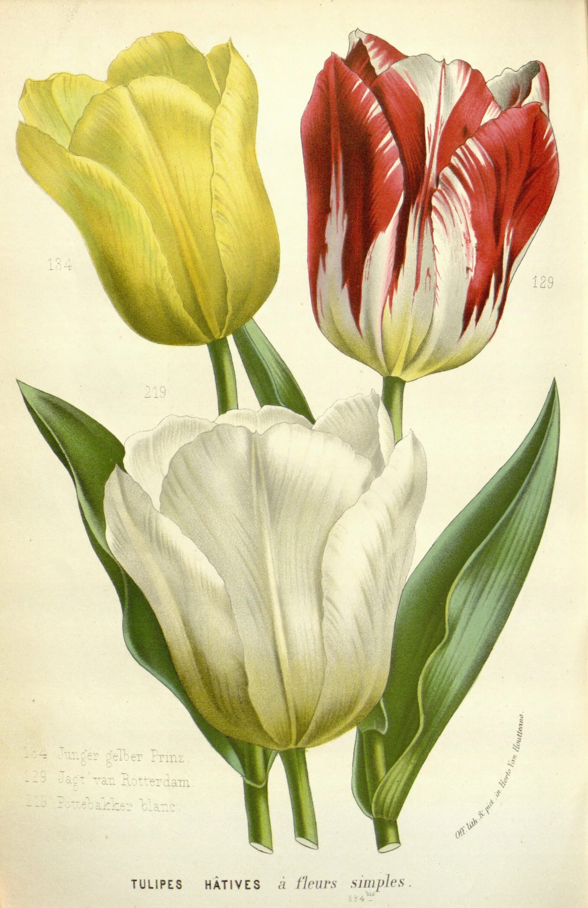 Tulipa Botanical цветок. Тюльпаны видовые Ботанические. Тюльпан Севилла. Tulipa Ботанические видовые. Тюльпан ботаника