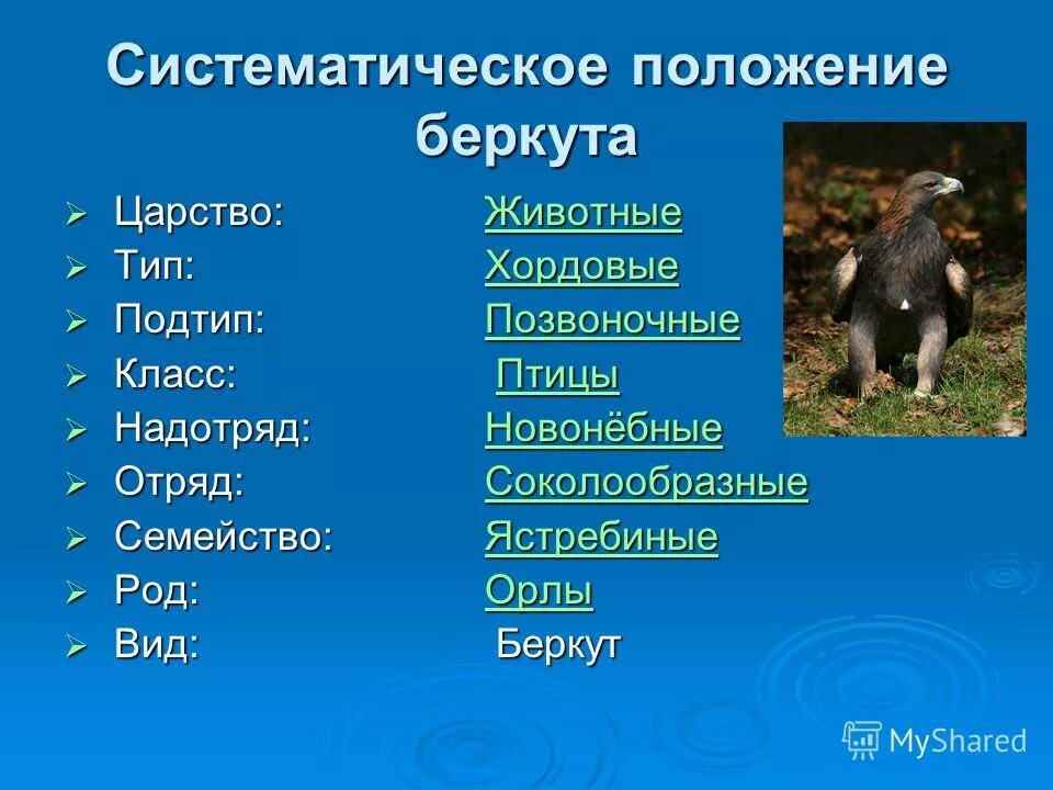 Животные царство Подцарство Тип класс отряд семейство род вид. Тип род вид класс. Класс отряд семейство род вид. Вид Тип класс отряд.