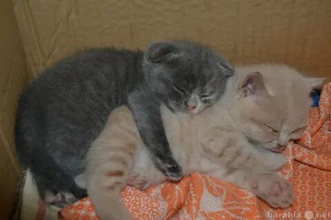 Авито тамбов котята