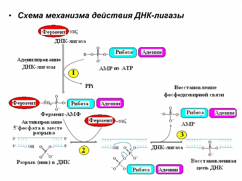 Лигазы примеры. Схема механизма действия днк-лигазы. механизм действия днк-лигазы. лигаза фермент функции. фермент лигаза схема днк.