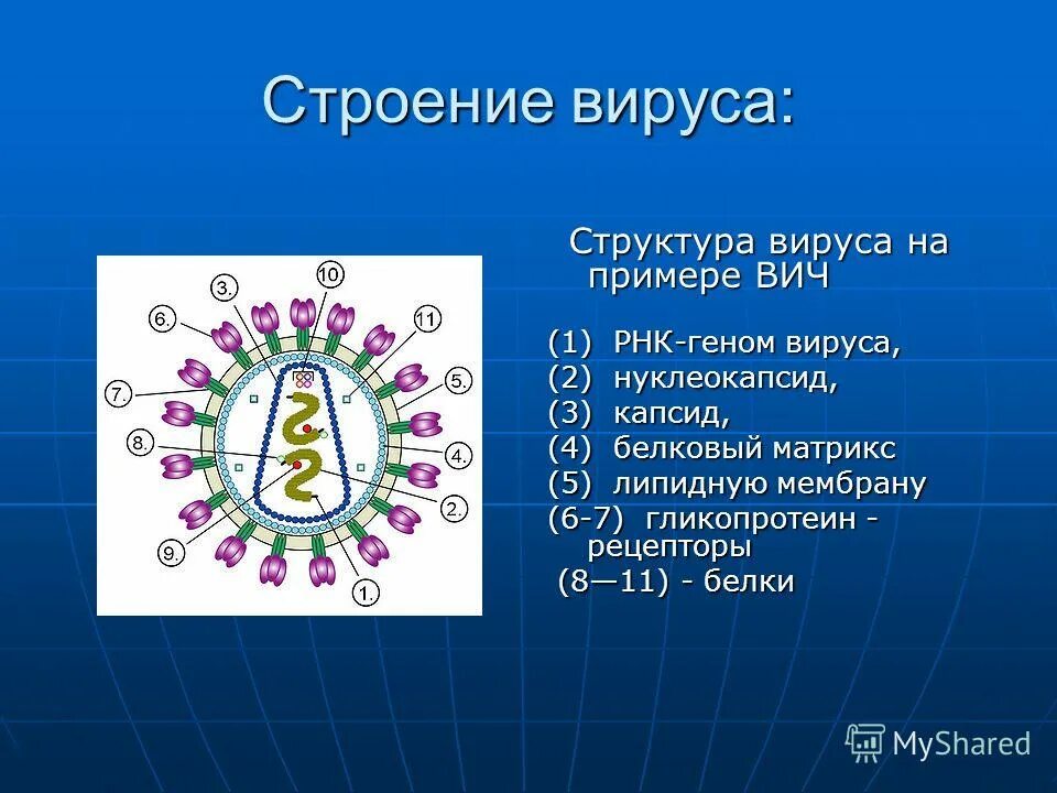 Белковый капсид. Строение вируса капсид и нуклеокапсид. Структура вируса. Строение вируса с цифрами. Структура вируса иммунодефицита человека.