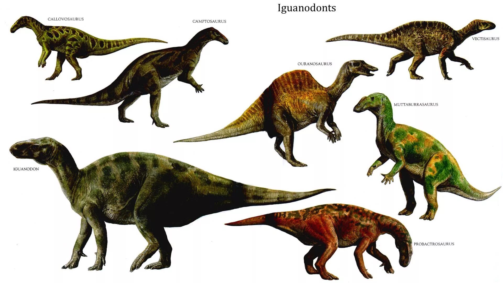 Динозавры названия. Травоядные динозавры. Травоядные динозавры названия. Имена динозавров.