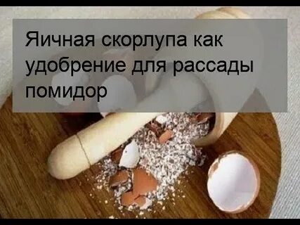 Яичная скорлупа при посадке помидор