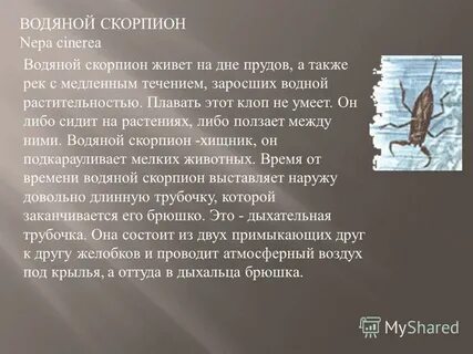 Почему скорпионы водные