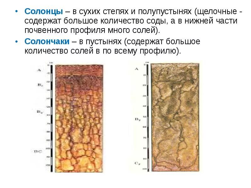 Плодородие почв в пустынях и полупустынях. Солонцы строение почвенного профиля. солонцы строение профиля. почвенный профиль бурые почвы полупустынь.