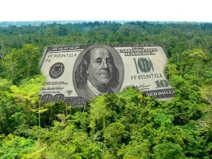 Forest money