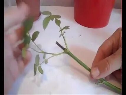 Как укоренить розу после обрезки