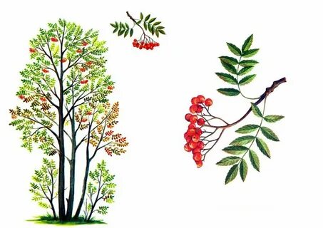 Тут осинки и кусты у куста стоит