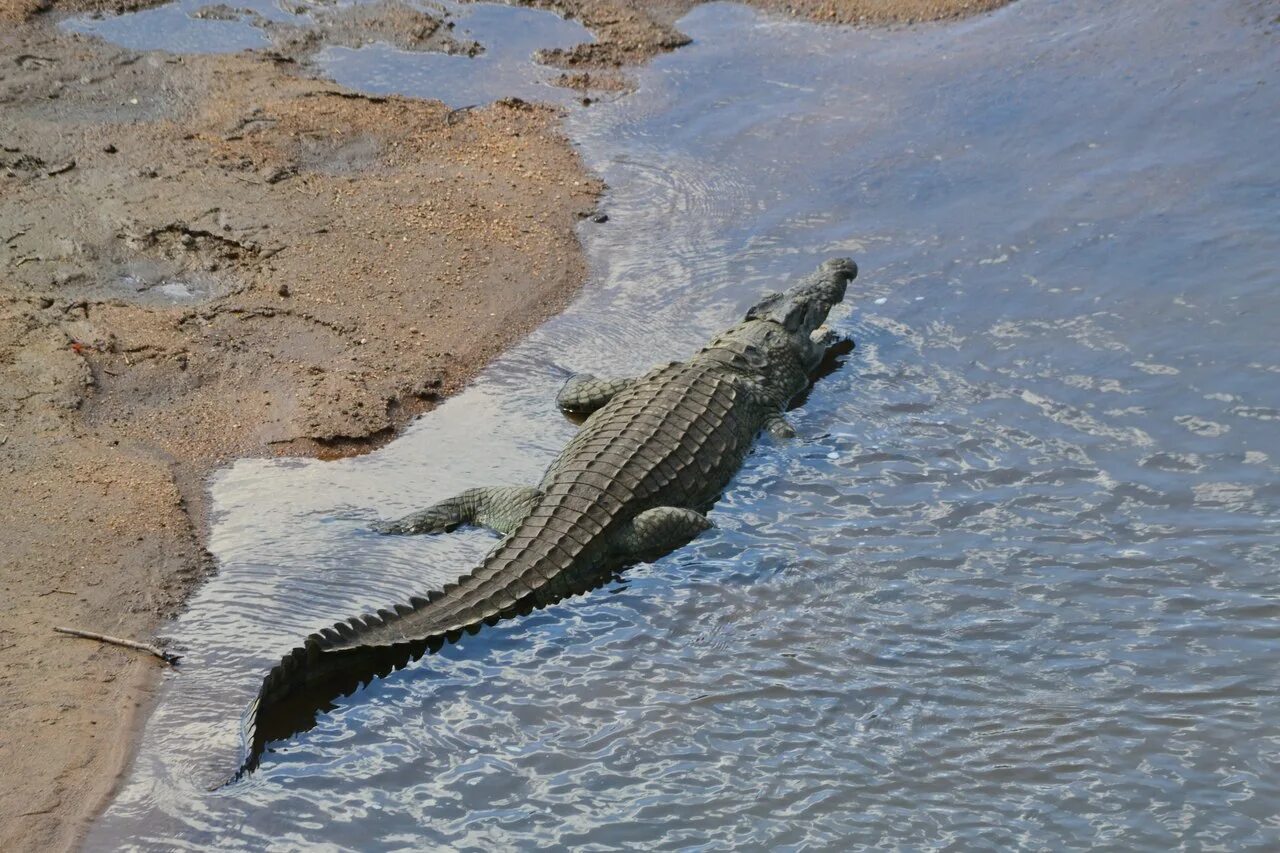 Нильский крокодил Уганда. Египетский Нильский крокодил.