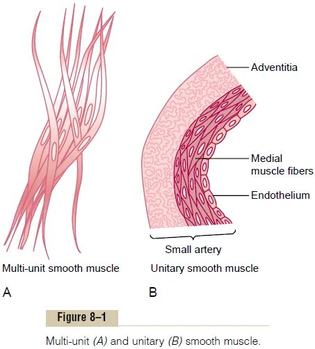 The word muscle. Types of muscles. smooth muscle biochemtrs. smooth muscle in the blood vessels. smooth muscle cells microphotograph.