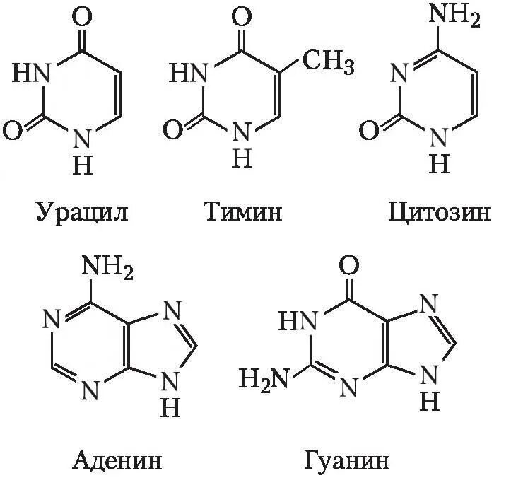 Рнк аденин гуанин