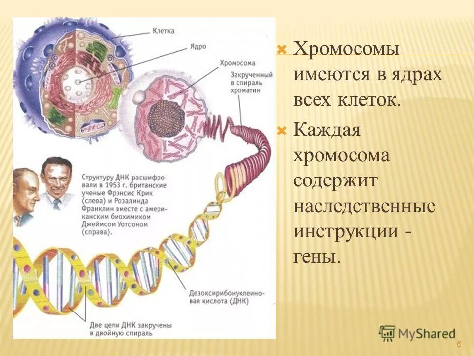 Структуры клетки содержащие генетическую информацию. Название наследственного материала в ядре клетки. часть клетки, содержащая наследственный материал. совокупность хромосом содержащихся в 1 ядре. какая часть клетки содержит наследственную информацию.