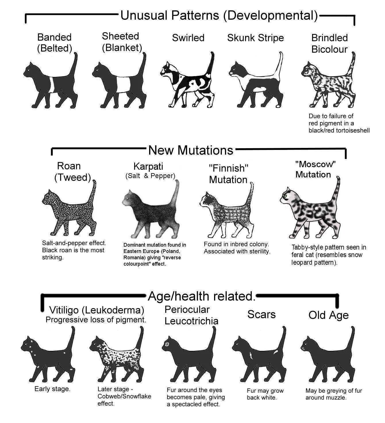 Как отличить породистого. Окрас табби кошки таблица. Коды окрасов кошек табби. Окрас шерсти кошек классификация. Разновидность табби окрасов.