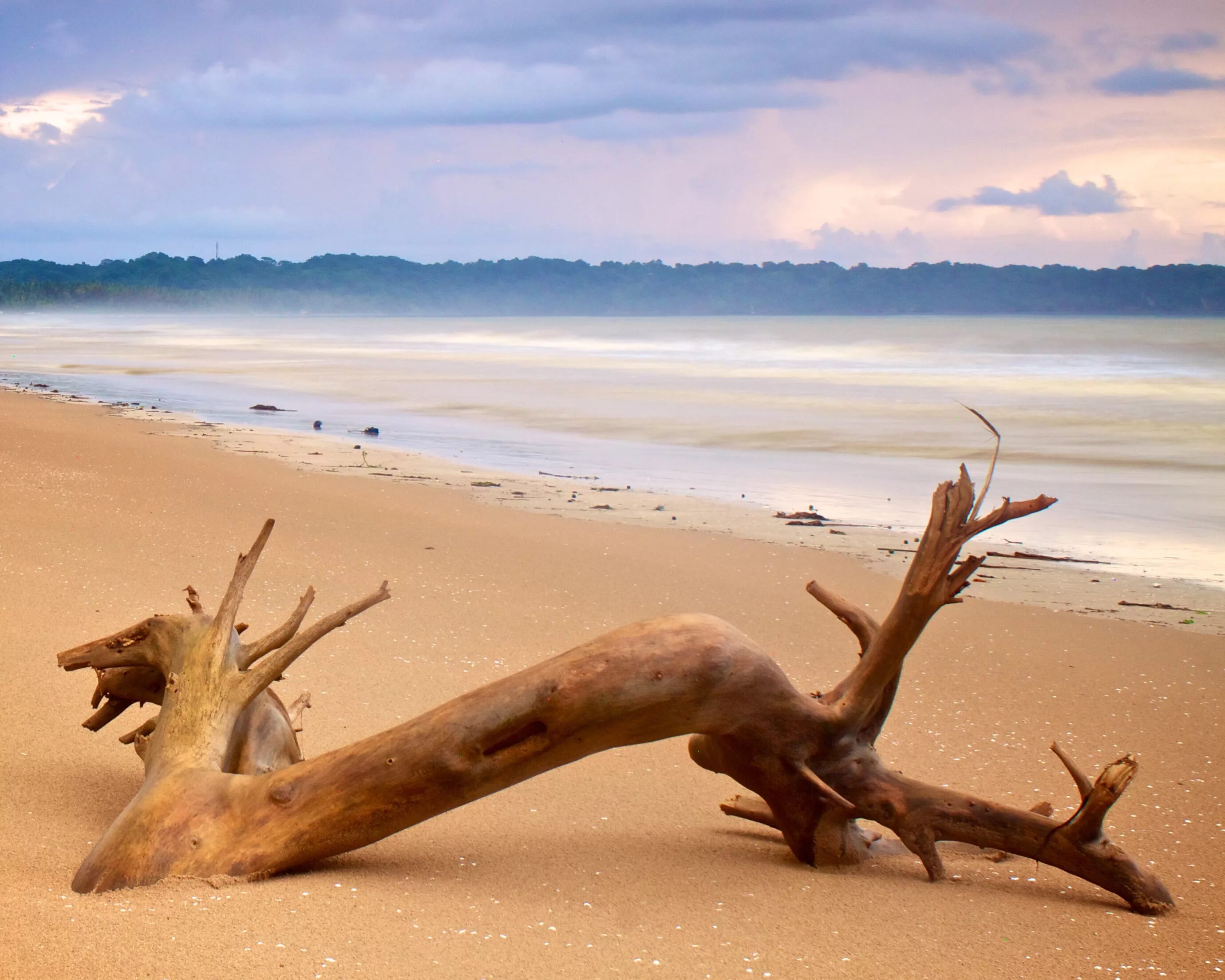 Коряга на пляже. Красивая коряга. Коряга на берегу реки. Коряга на берегу моря. Коряги на берегу