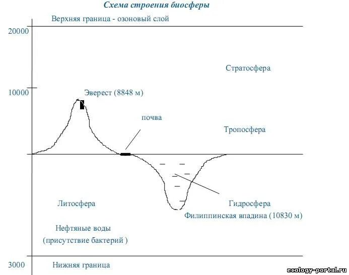 Структура биосферы. Строение биосферы. Состав биосферы схема. Структура строения биосферы.