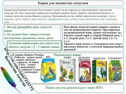 Сколько раз в день кормить попугая волнистого