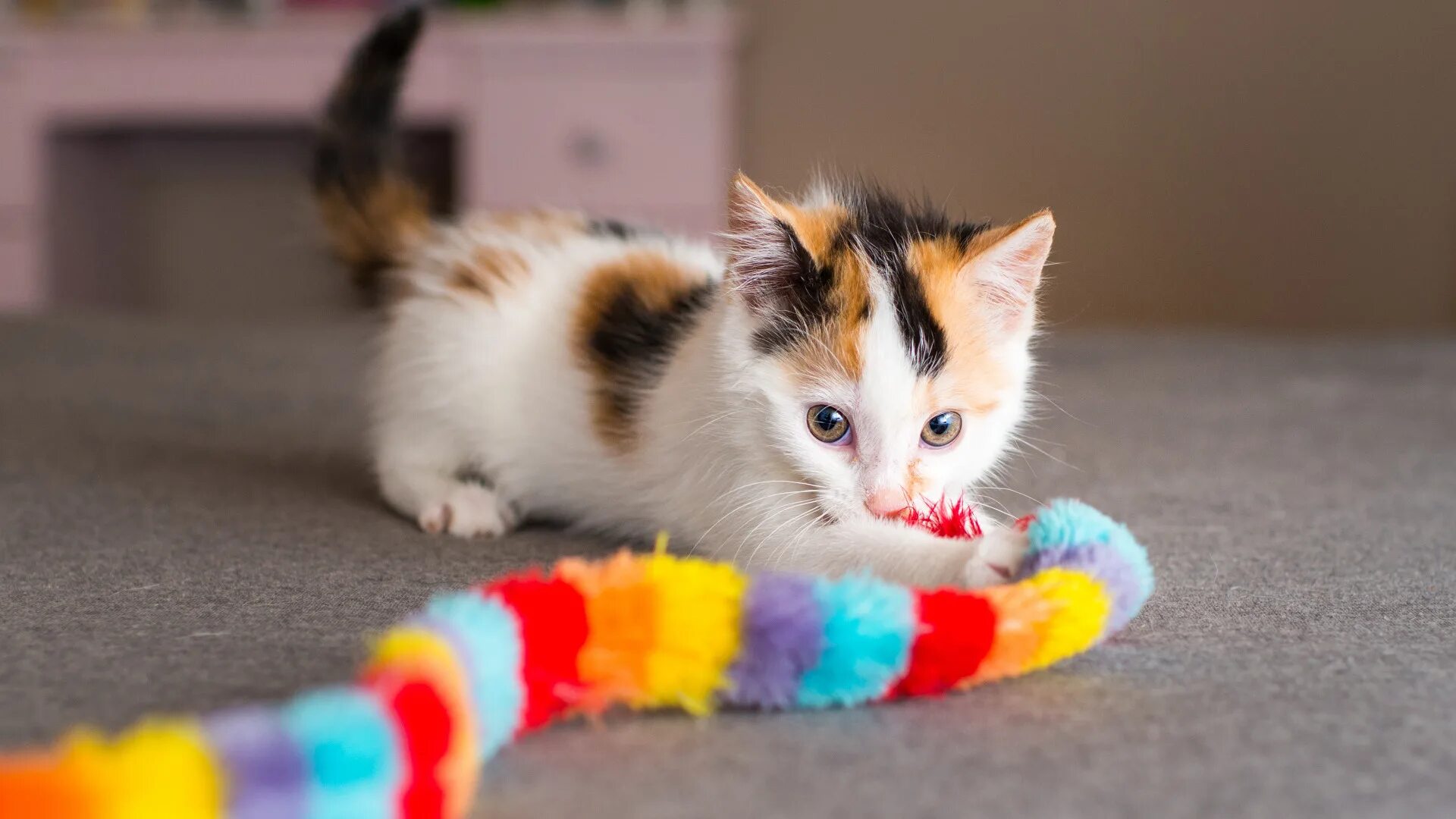 Кот играет с игрушкой. Игрушка для кошки. воспитание котенка. кот воспитывает котят. воспитание котов с помощью игрушек.