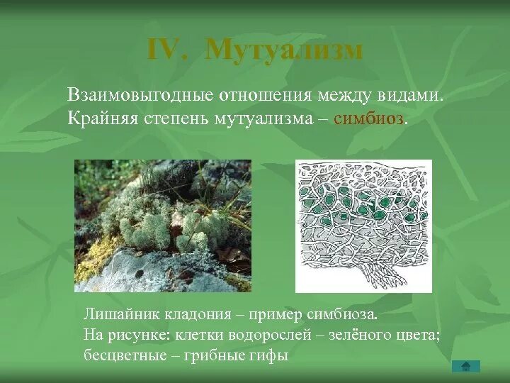 Лишайник относится к грибам. Лишайник-кладония Тип взаимоотношений. Мутуализм лишайники. Лишайник Тип отношений. Типы отношений между организмами мутуализм.