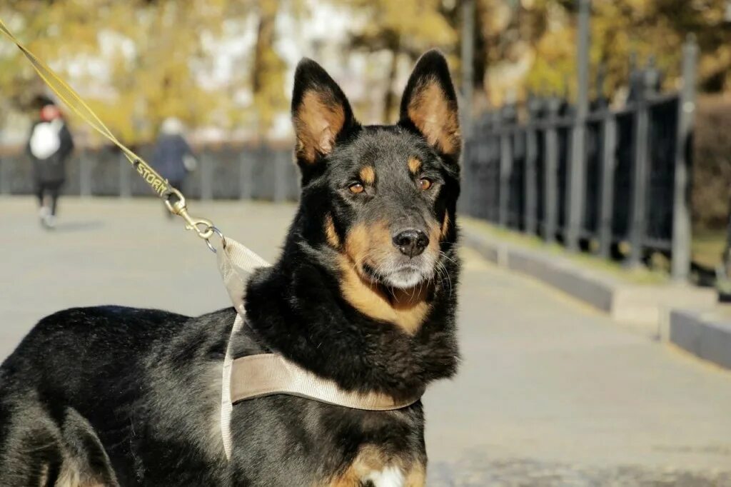 Такая вот история собачка. Собака по кличке гром. Моя любимая собака. Кличка для собаки гром. Собака и гроза.