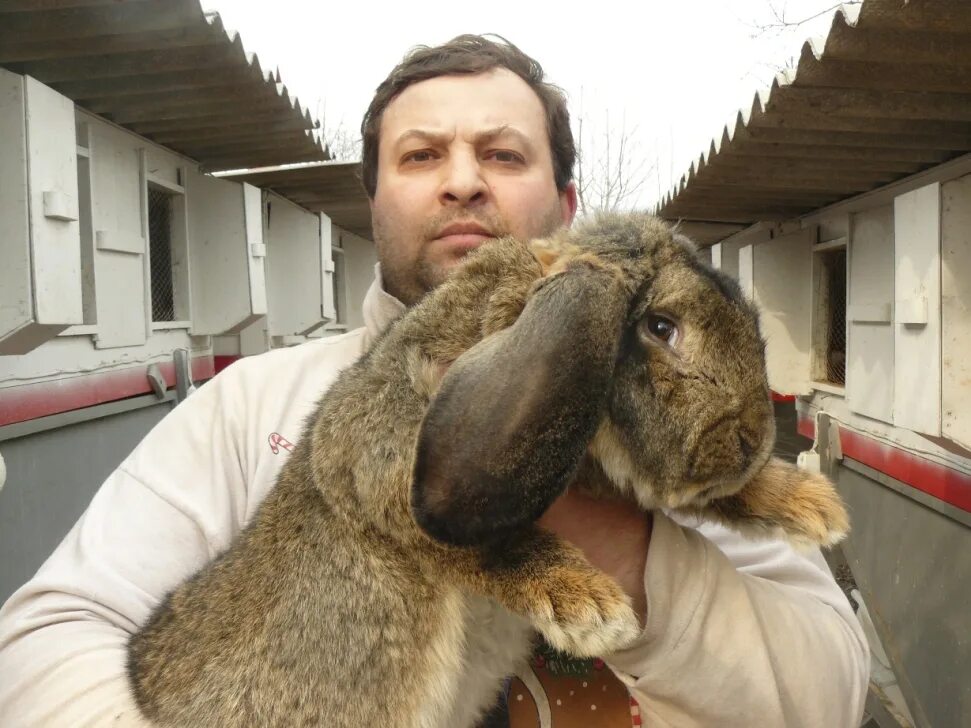 Французский вислоухий баран кролик. Кролик баран вислоухий великан. Кролики породы французский баран. Французский баран крольчата.